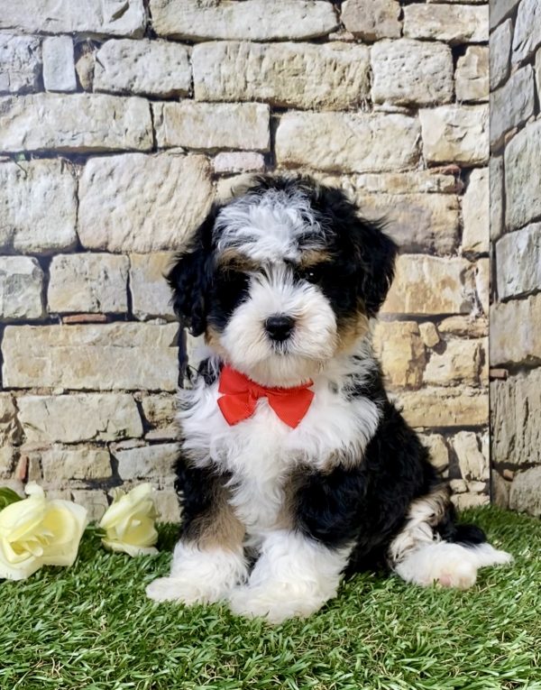 Photo of Mr. Loyal the F1B Mini-Bernedoodle puppy