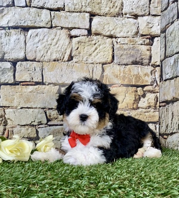 Photo of Mr. Loyal the F1B Mini-Bernedoodle puppy