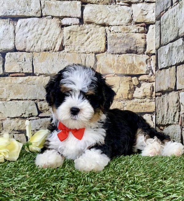 Photo of Mr. Loyal the F1B Mini-Bernedoodle puppy