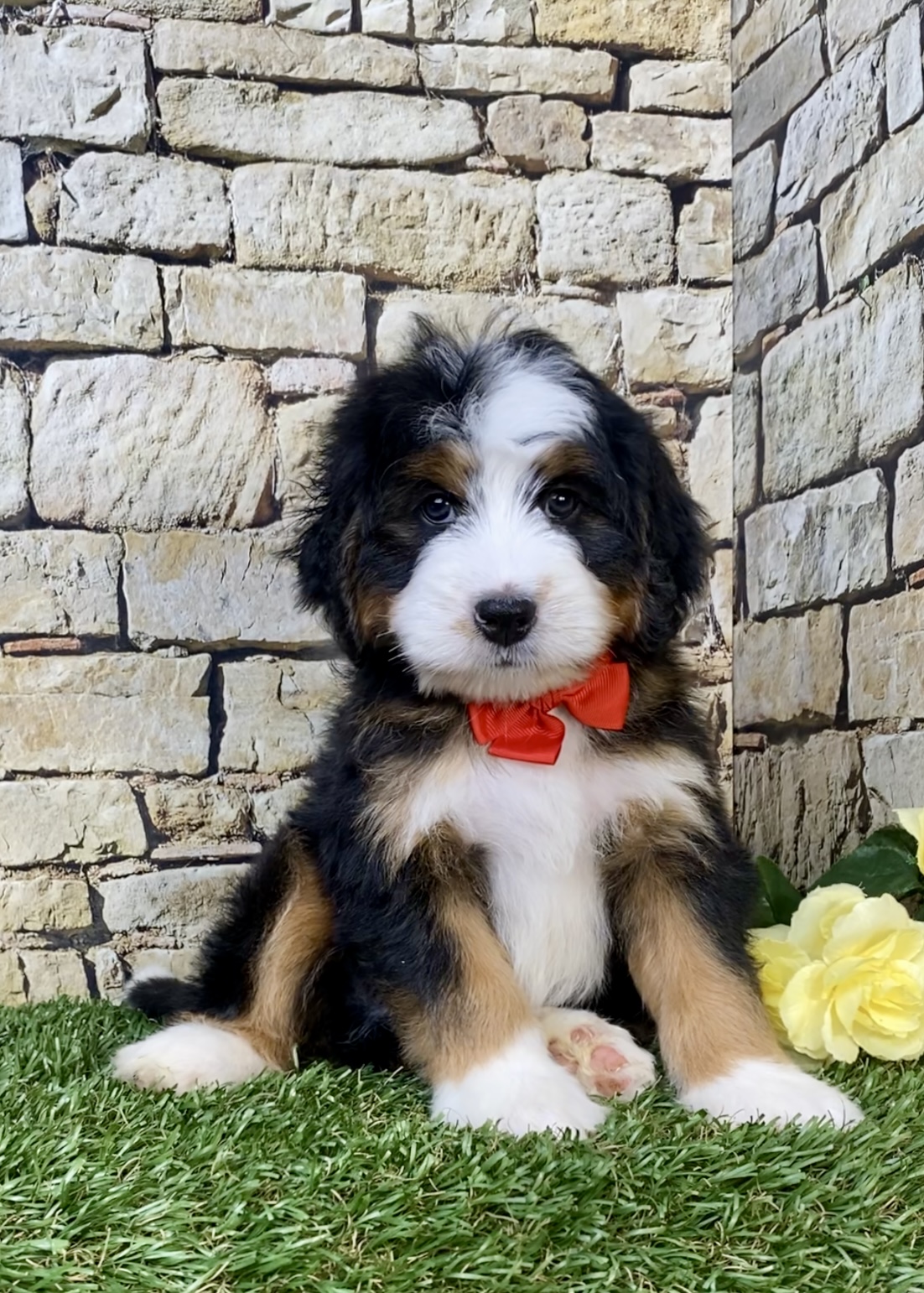 Photo of Mr. Max the Mini-Bernedoodle puppy