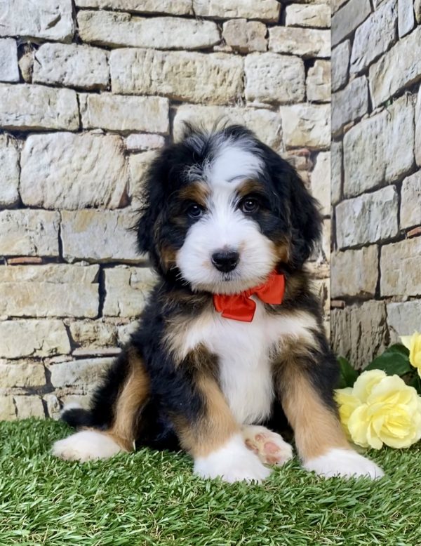 Photo of Mr. Max the Mini-Bernedoodle puppy