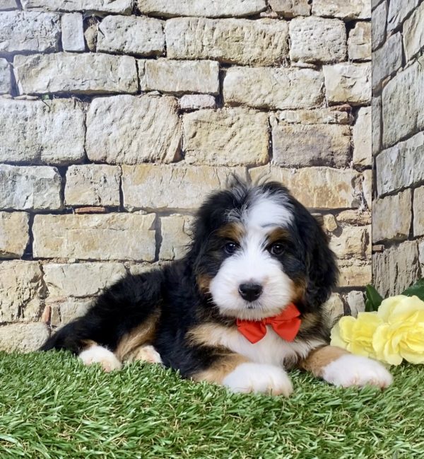 Photo of Mr. Max the Mini-Bernedoodle puppy