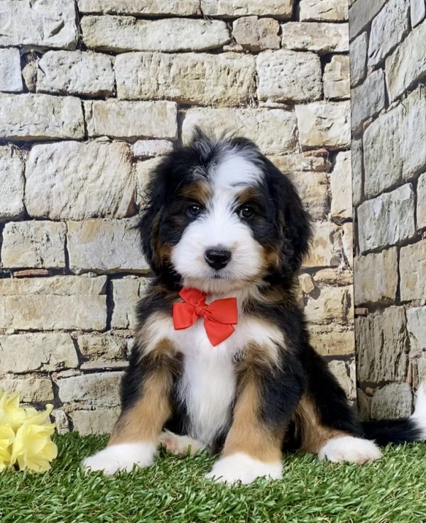 Photo of Mr. Max the Mini-Bernedoodle puppy