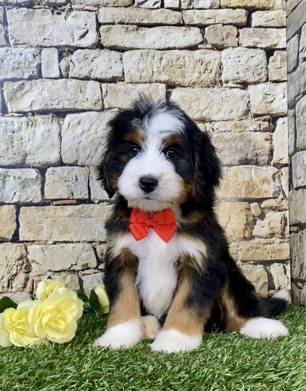 Photo of Mr. Max the Mini-Bernedoodle puppy