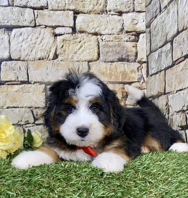 Photo of Mr. Max the Mini-Bernedoodle puppy