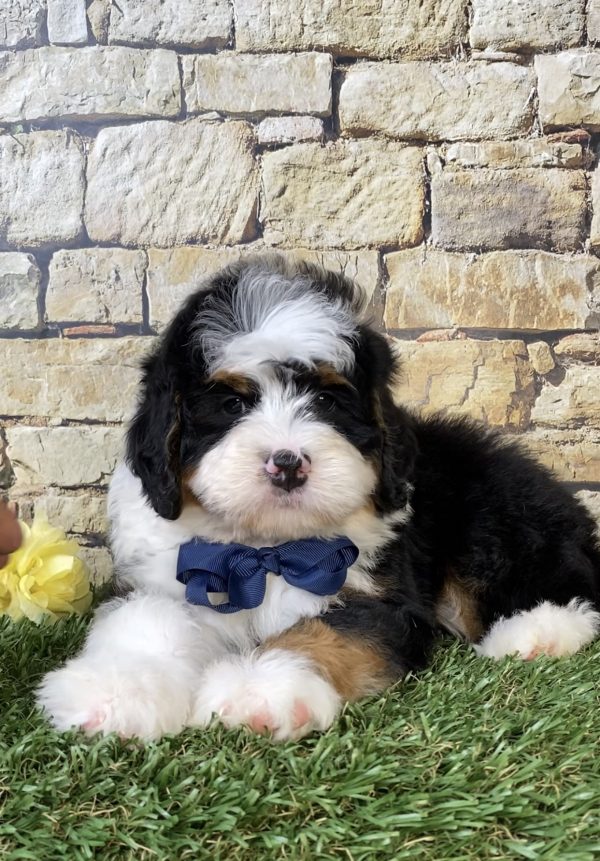 Photo of Mr. Moe the Mini-Bernedoodle puppy