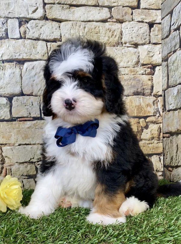 Photo of Mr. Moe the Mini-Bernedoodle puppy