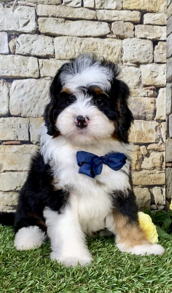 Photo of Mr. Moe the Mini-Bernedoodle puppy