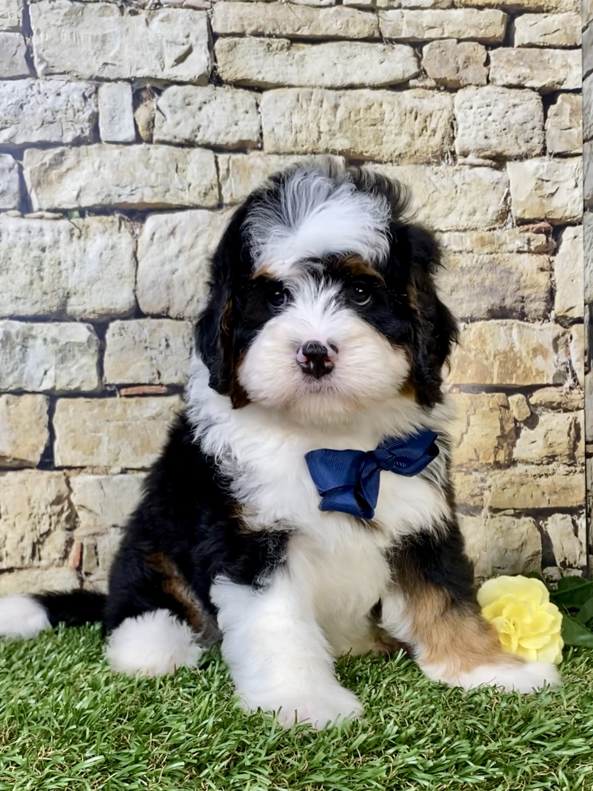 Photo of Mr. Moe the Mini-Bernedoodle puppy