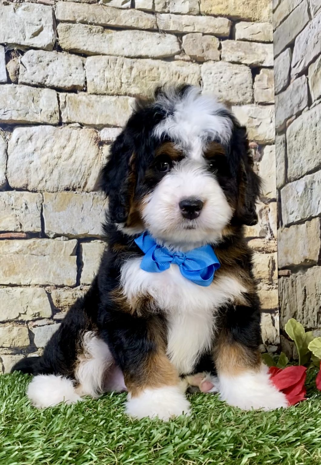 Photo of Mr. Moscow the Mini-Bernedoodle puppy