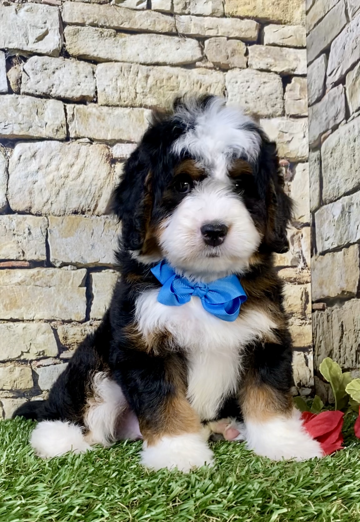 Photo of Mr. Moscow the Mini-Bernedoodle puppy