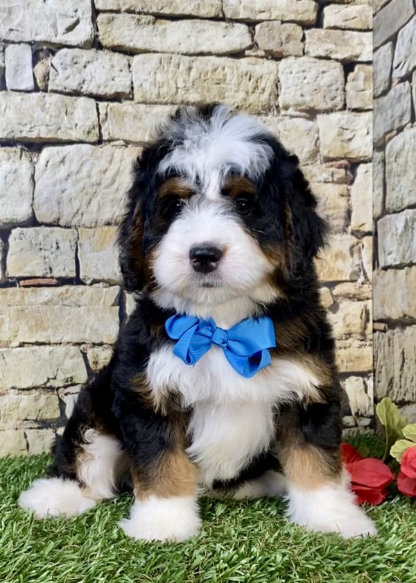 Photo of Mr. Moscow the Mini-Bernedoodle puppy