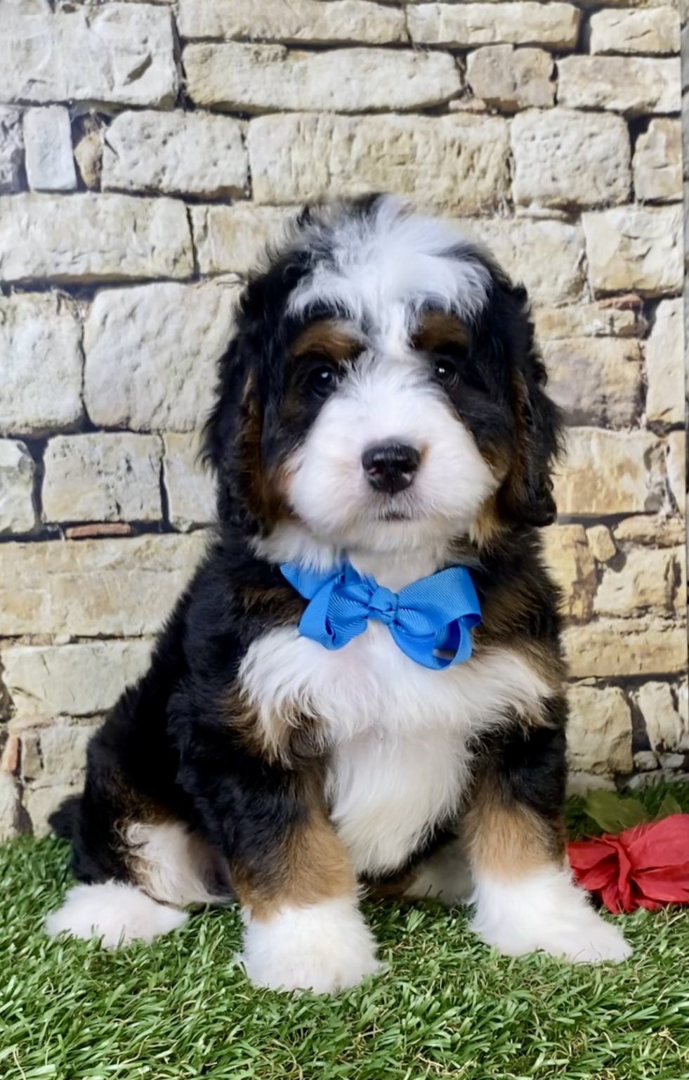Photo of Mr. Moscow the Mini-Bernedoodle puppy
