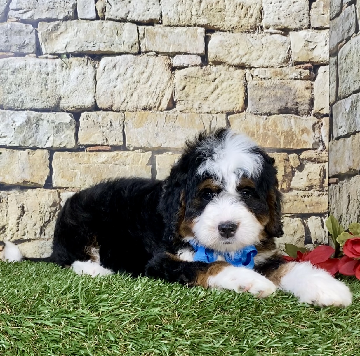 Photo of Mr. Moscow the Mini-Bernedoodle puppy
