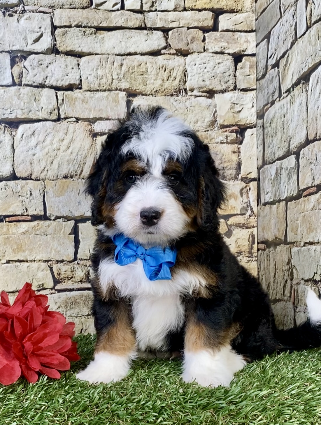 Photo of Mr. Moscow the Mini-Bernedoodle puppy