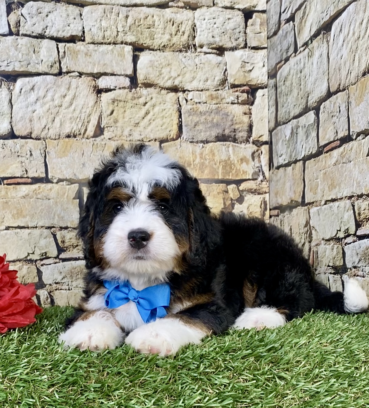 Photo of Mr. Moscow the Mini-Bernedoodle puppy