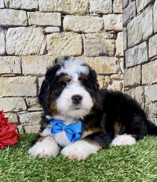 Photo of Mr. Moscow the Mini-Bernedoodle puppy