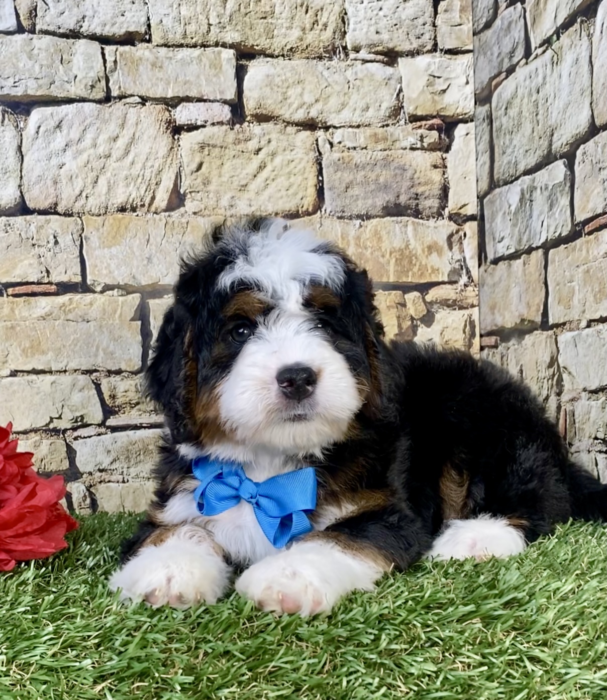 Photo of Mr. Moscow the Mini-Bernedoodle puppy