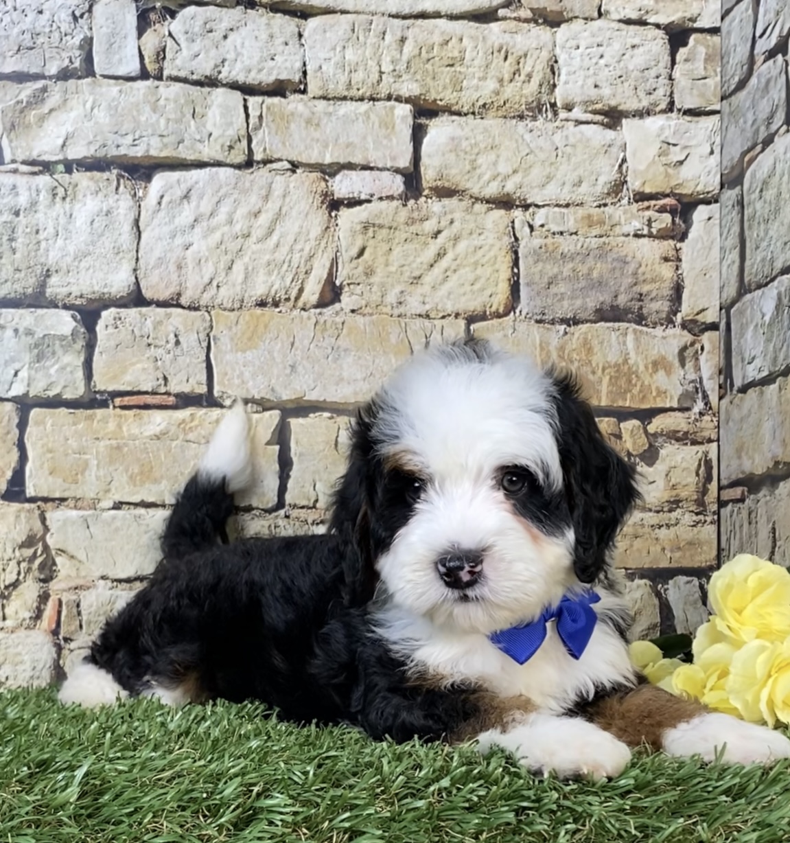 Photo of Mr. Nate the Mini-Bernedoodle puppy