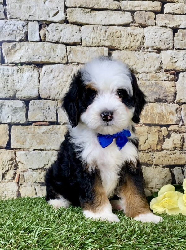 Mr. Nate the  Mini-Bernedoodle puppy