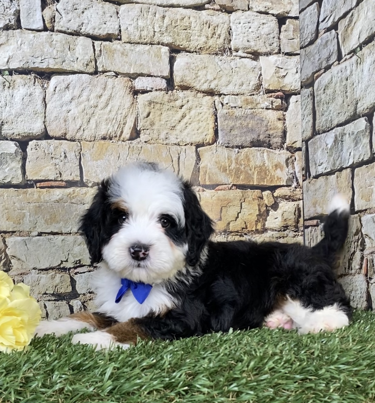 Photo of Mr. Nate the Mini-Bernedoodle puppy