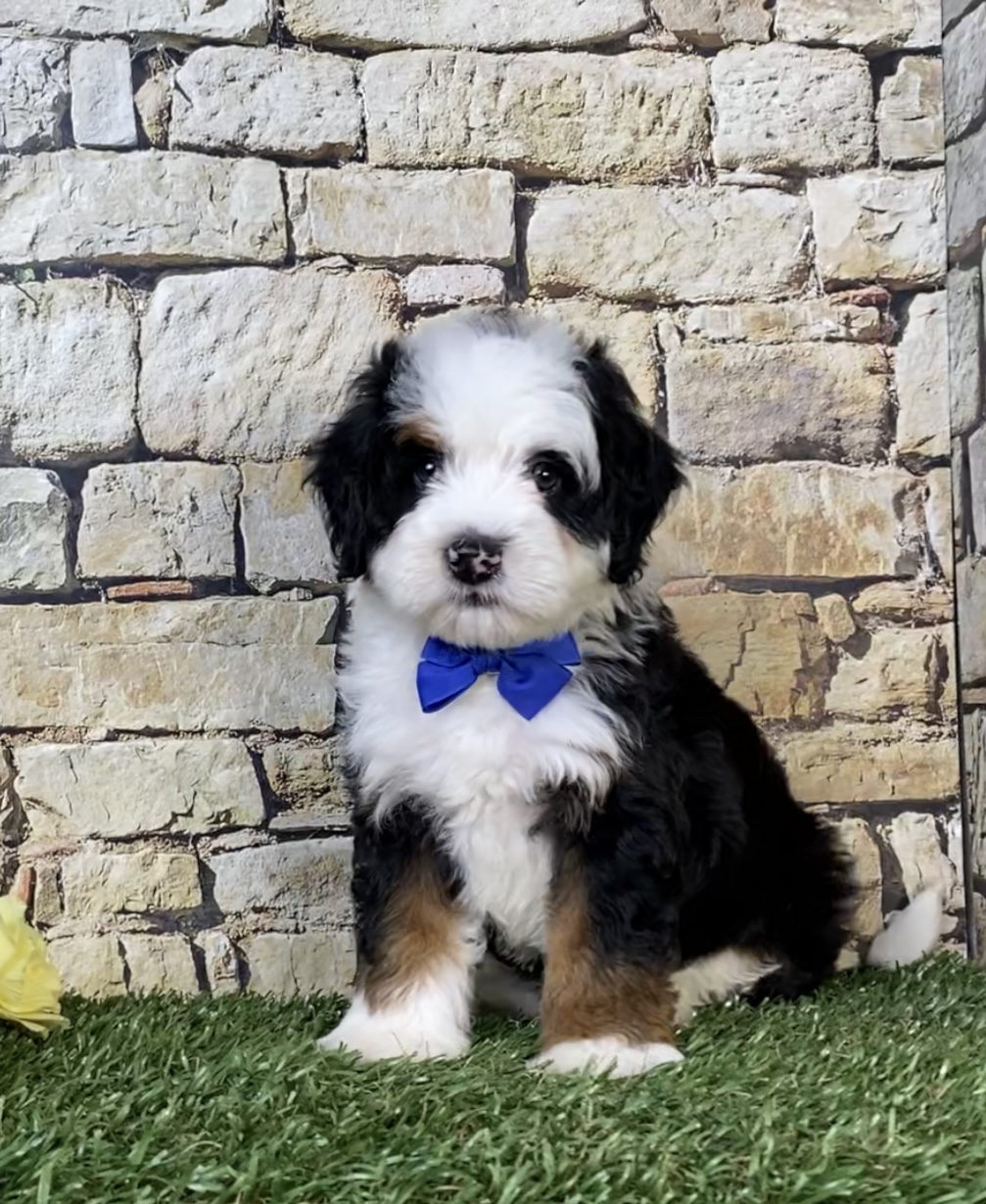 Photo of Mr. Nate the Mini-Bernedoodle puppy