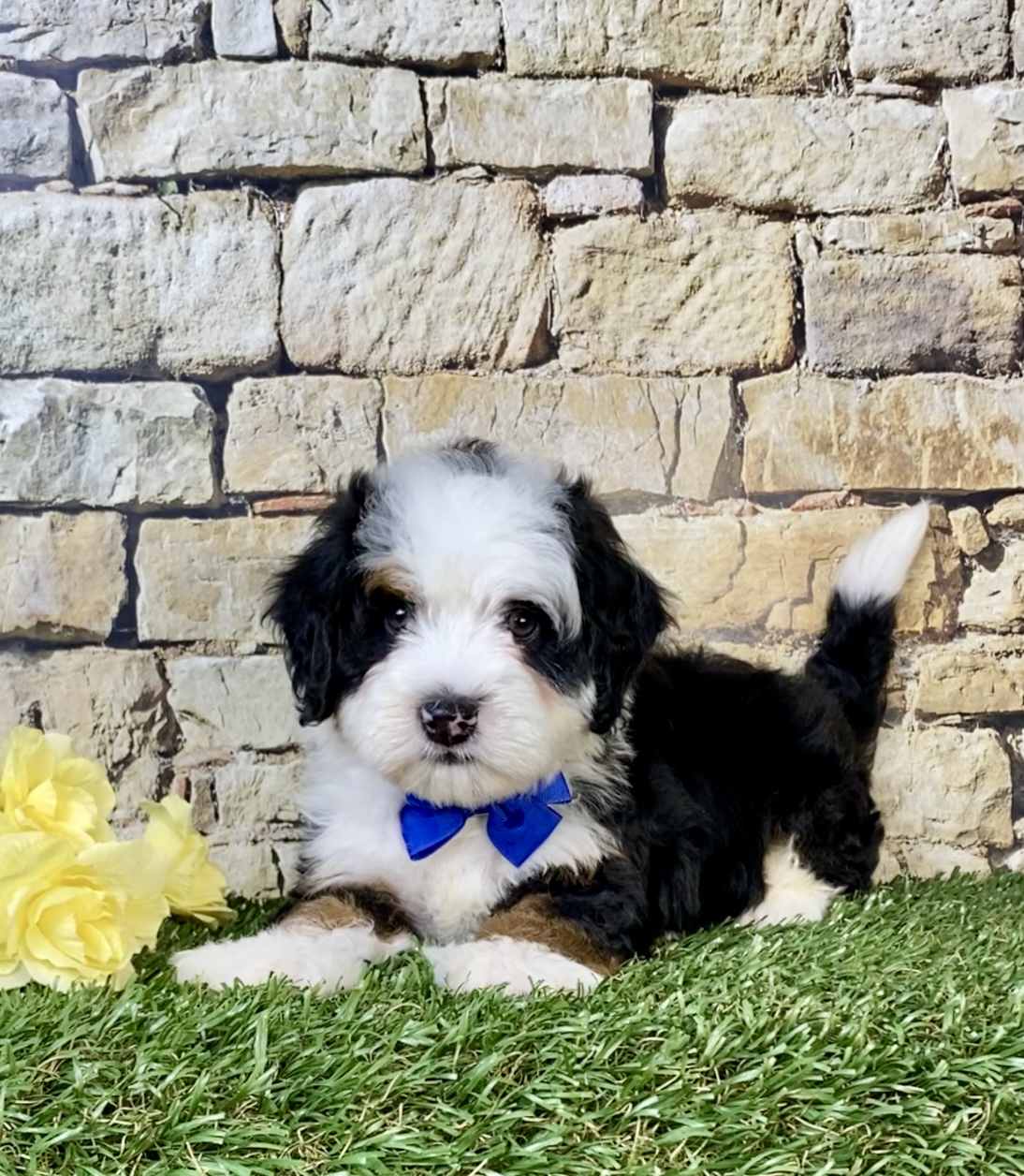 Photo of Mr. Nate the Mini-Bernedoodle puppy