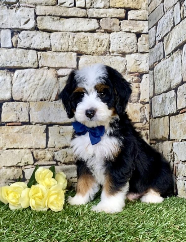 Mr. Neo the  Mini-Bernedoodle puppy