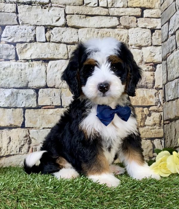 Photo of Mr. Neo the Mini-Bernedoodle puppy