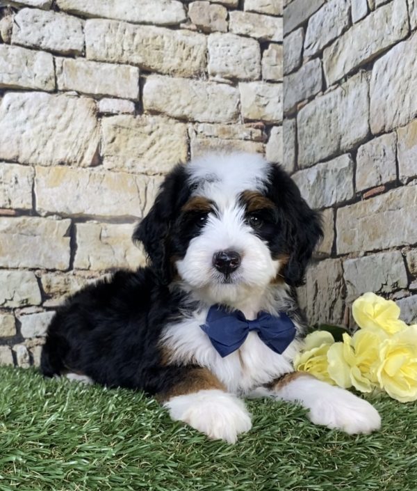 Photo of Mr. Neo the Mini-Bernedoodle puppy