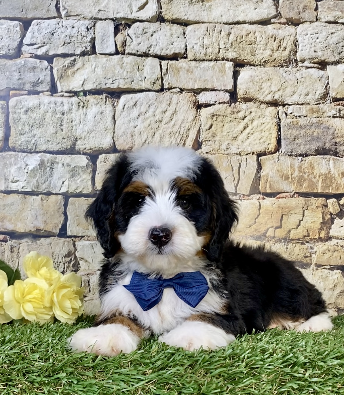 Photo of Mr. Neo the Mini-Bernedoodle puppy