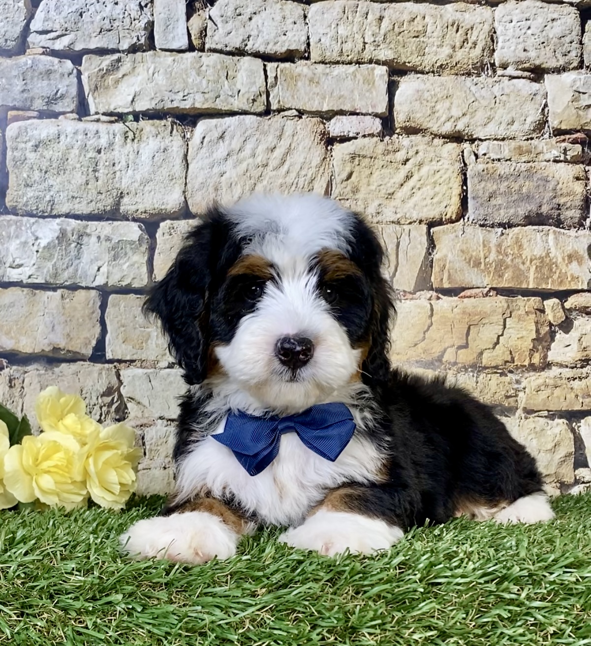 Photo of Mr. Neo the Mini-Bernedoodle puppy