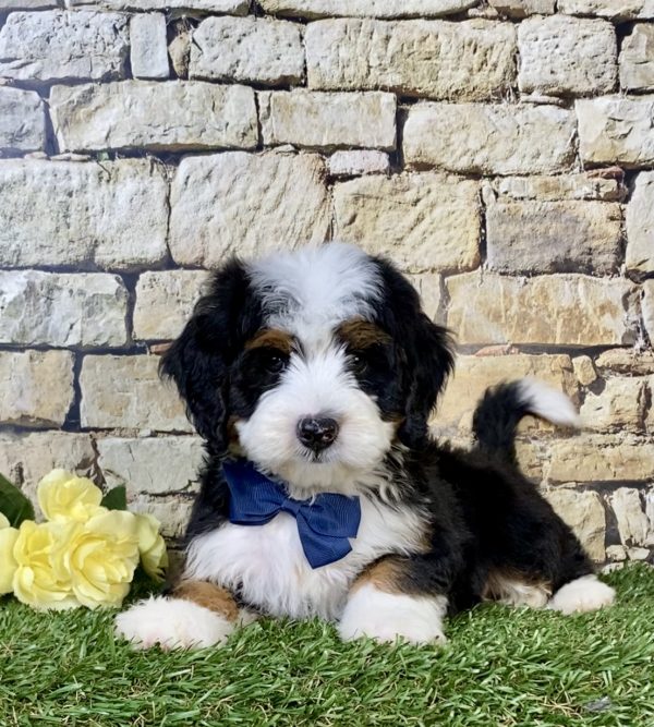 Photo of Mr. Neo the Mini-Bernedoodle puppy