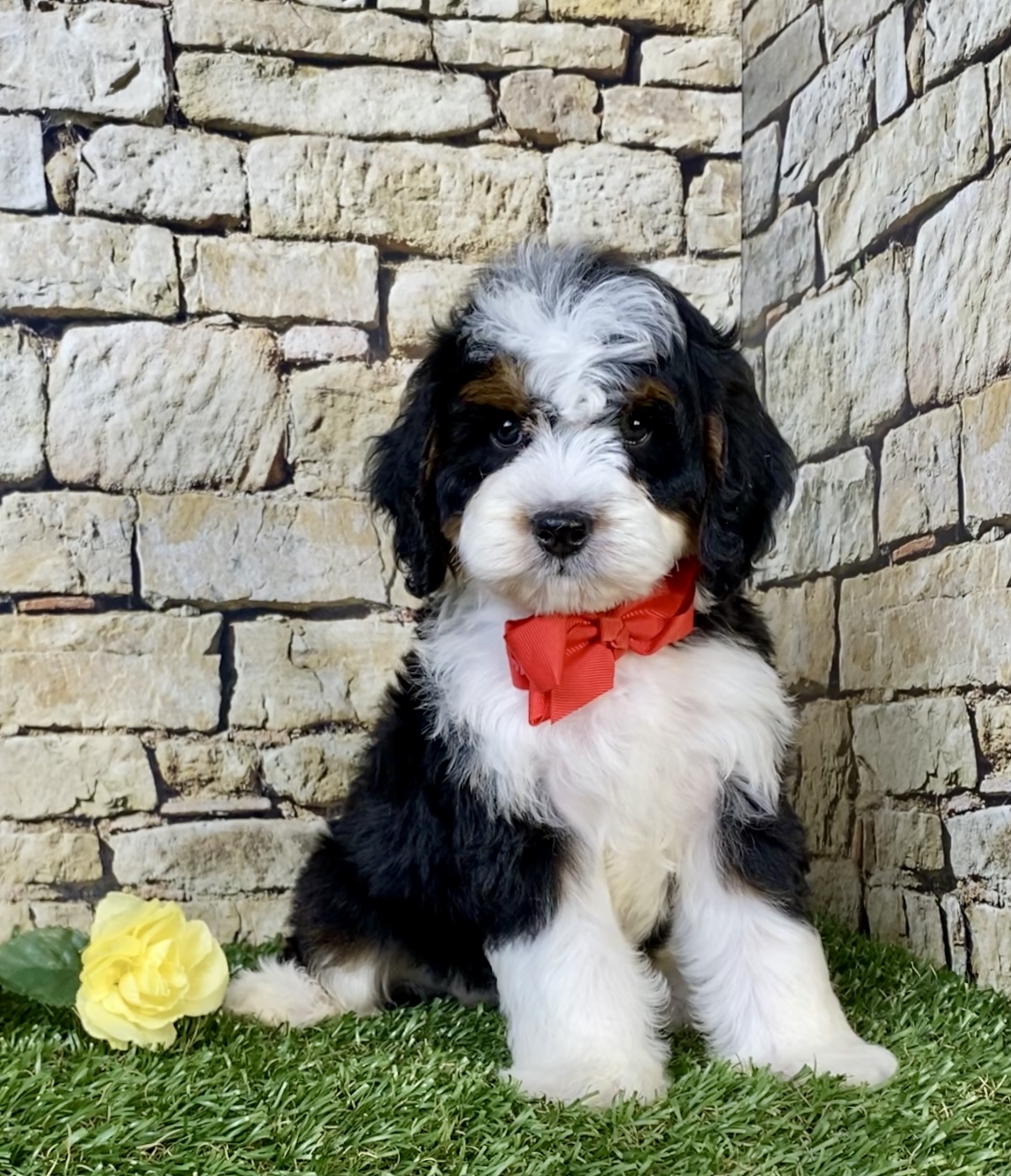 Photo of Mr. Norm the Mini-Bernedoodle puppy