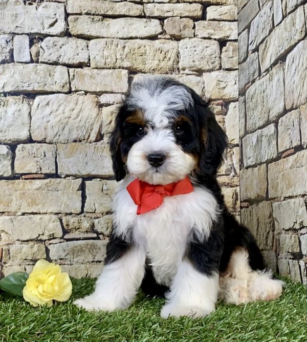 Photo of Mr. Norm the Mini-Bernedoodle puppy