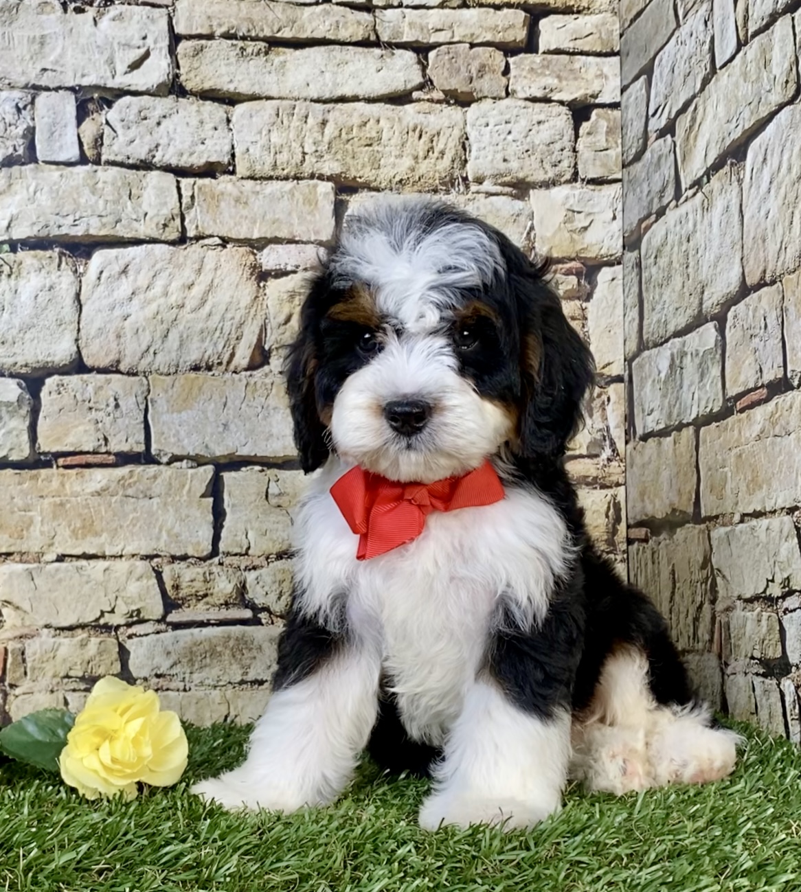 Photo of Mr. Norm the Mini-Bernedoodle puppy