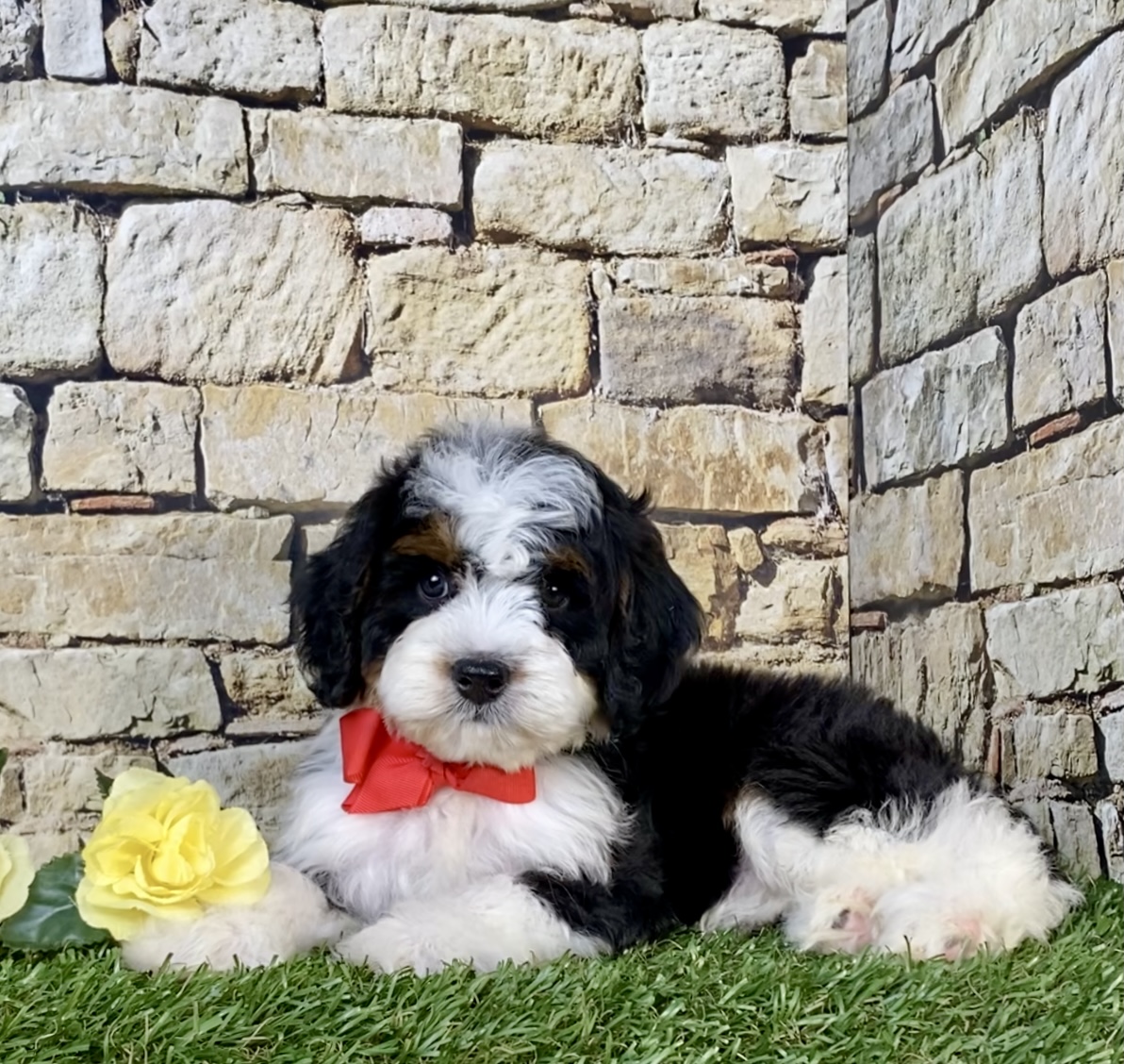 Photo of Mr. Norm the Mini-Bernedoodle puppy