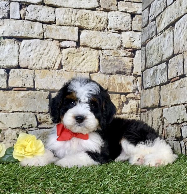 Photo of Mr. Norm the Mini-Bernedoodle puppy