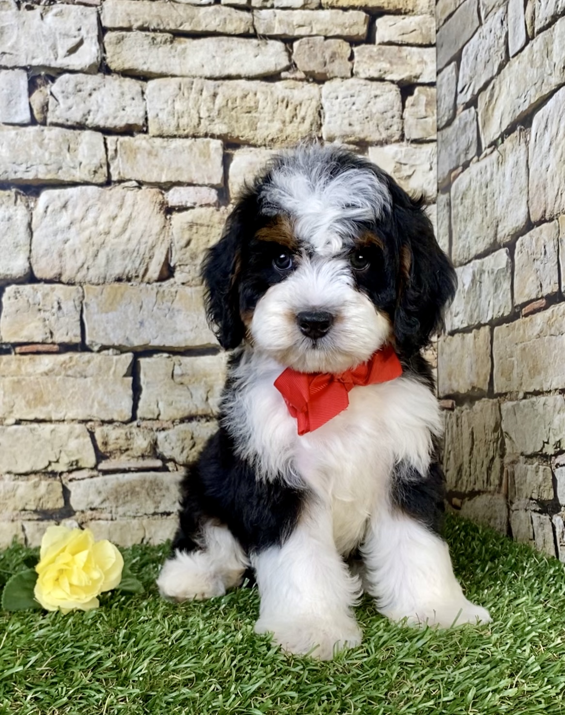 Photo of Mr. Norm the Mini-Bernedoodle puppy