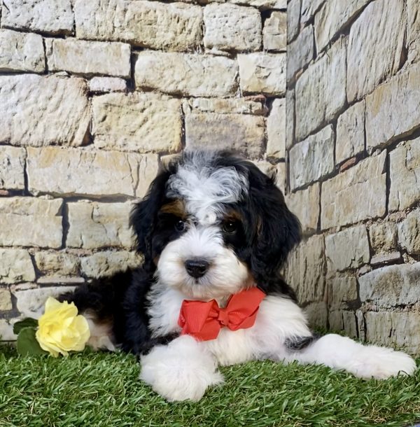 Photo of Mr. Norm the Mini-Bernedoodle puppy
