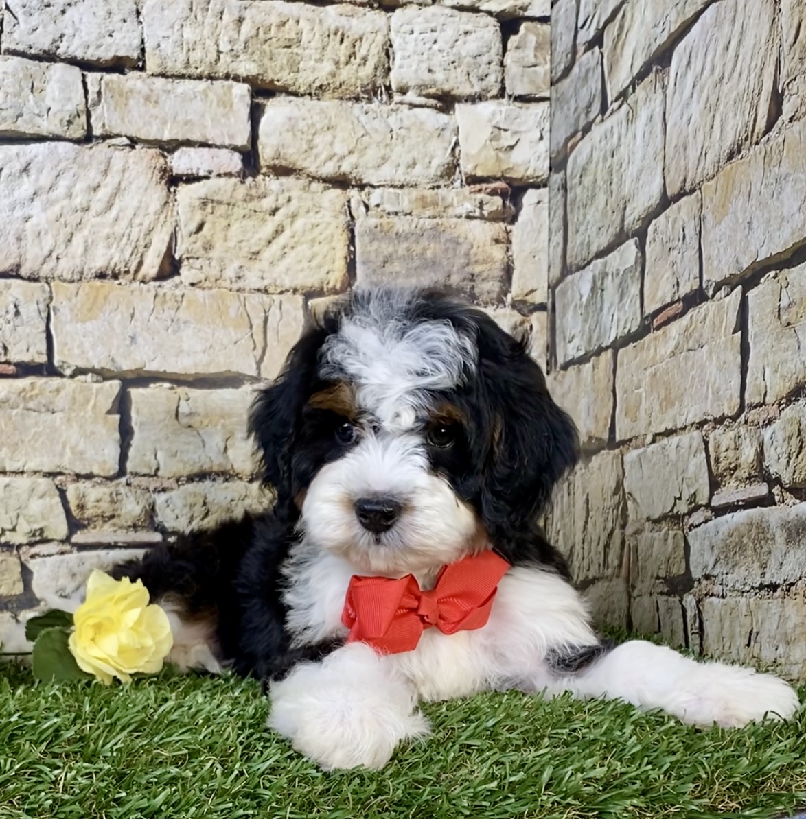 Photo of Mr. Norm the Mini-Bernedoodle puppy
