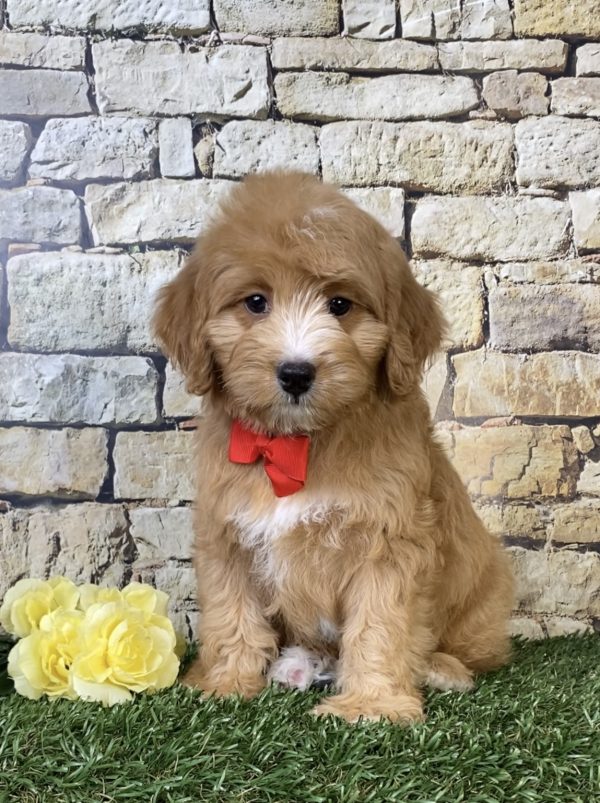 Mr. Oliver the F1B Micro Mini-Bernedoodle puppy