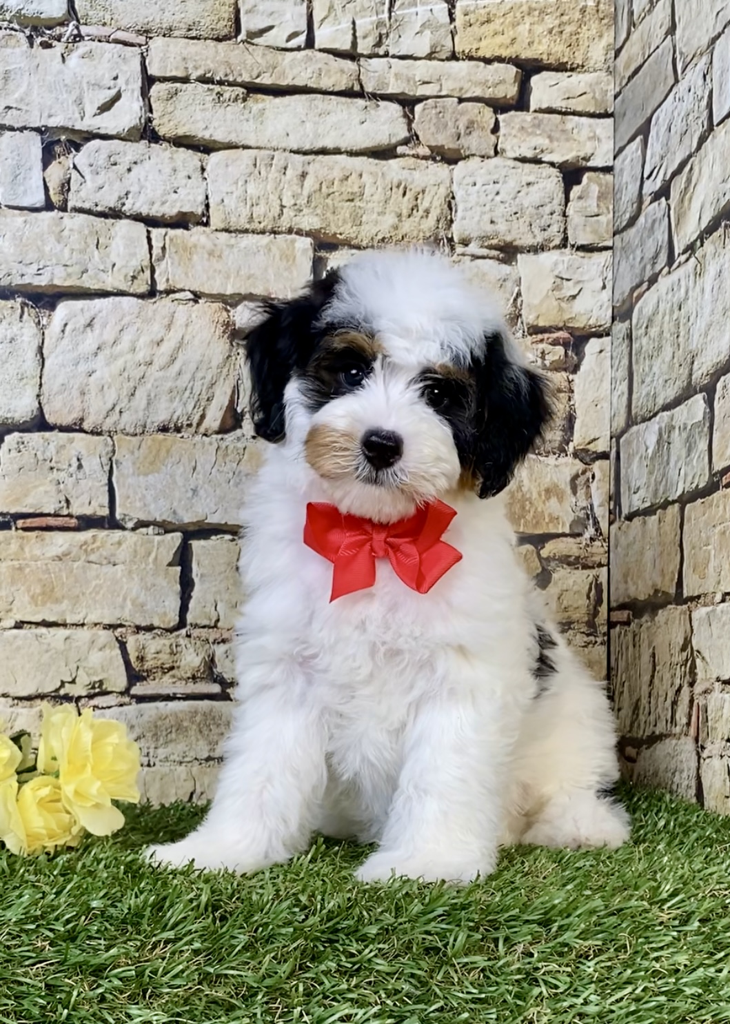 Photo of Mr. Omar the F1B Micro Mini-Bernedoodle puppy