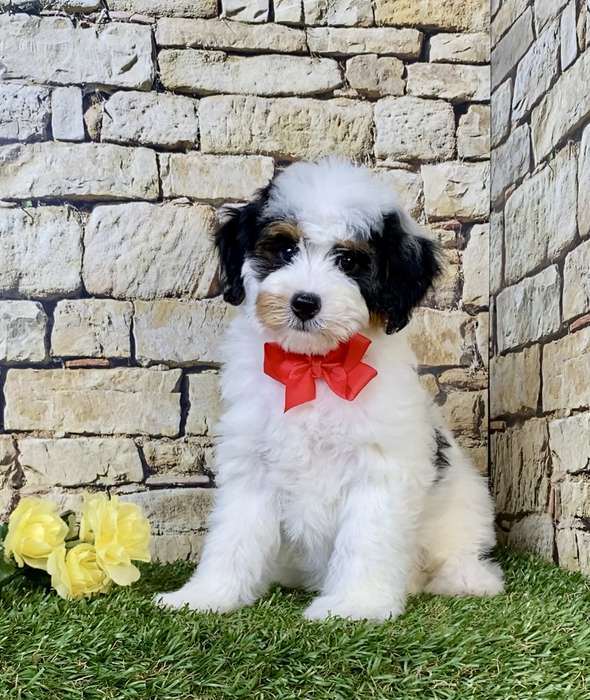 Photo of Mr. Omar the F1B Micro Mini-Bernedoodle puppy
