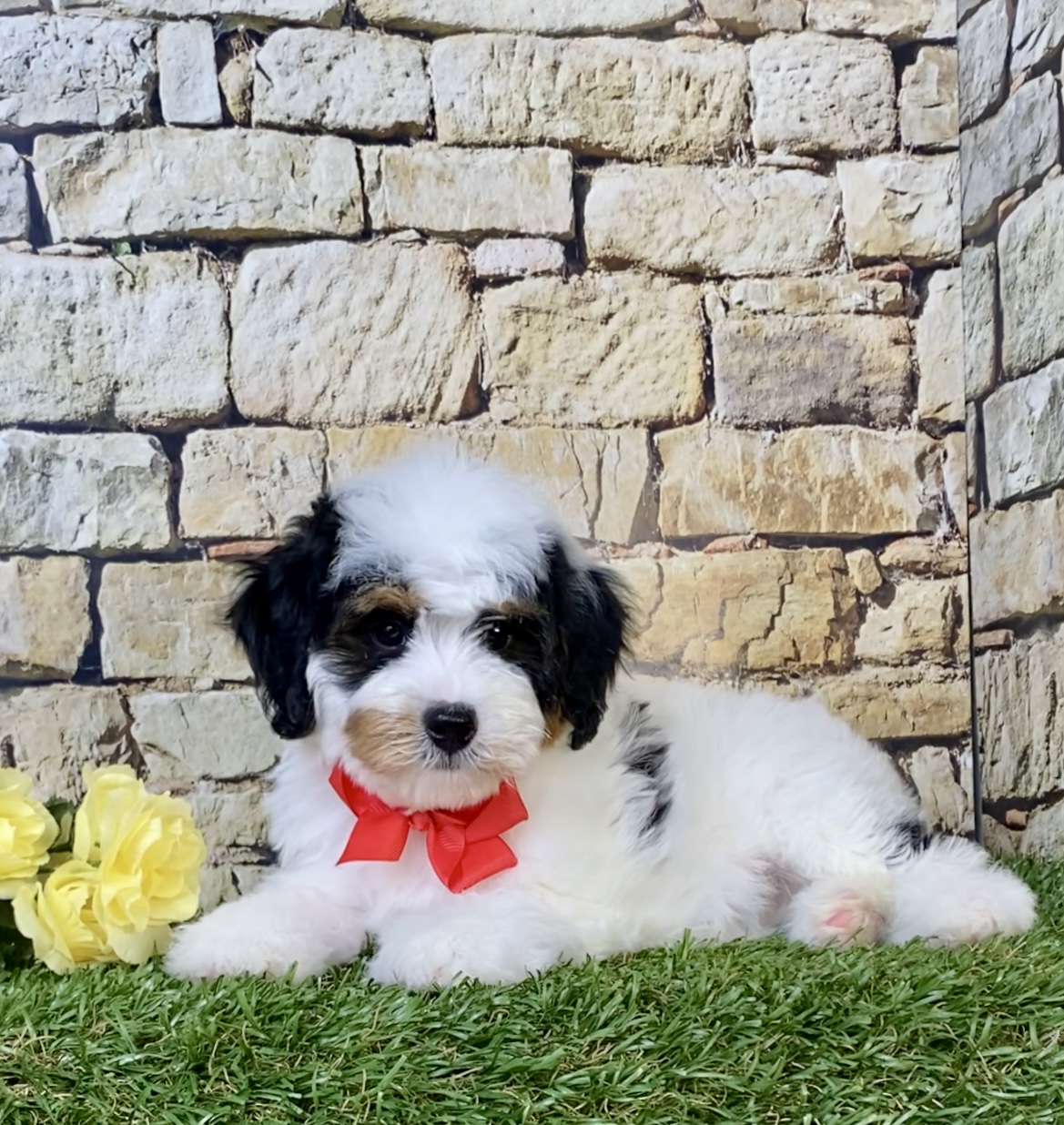 Photo of Mr. Omar the F1B Micro Mini-Bernedoodle puppy