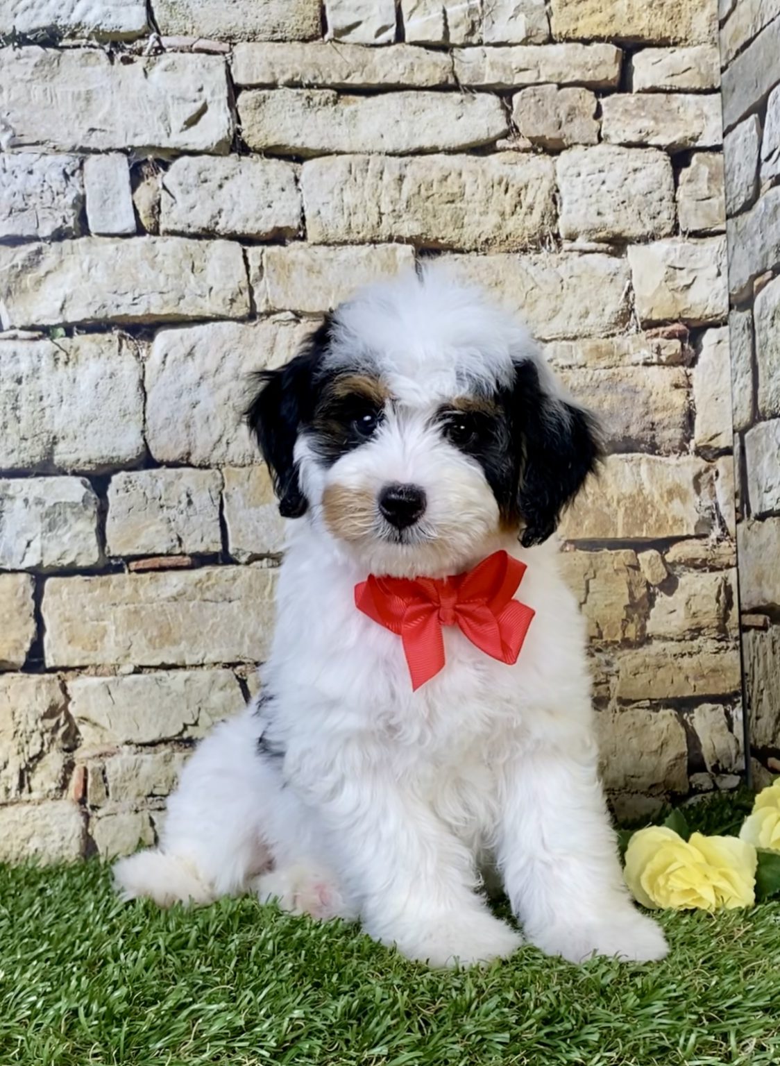 Photo of Mr. Omar the F1B Micro Mini-Bernedoodle puppy