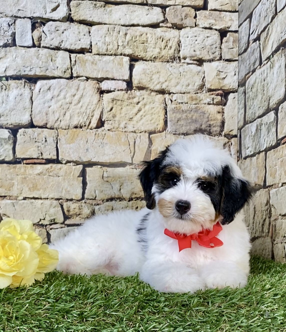 Photo of Mr. Omar the F1B Micro Mini-Bernedoodle puppy