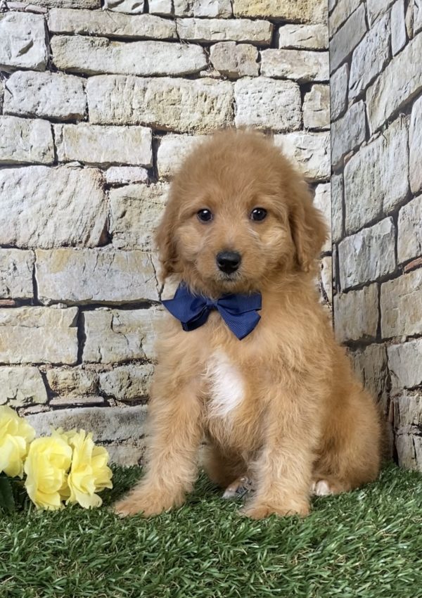 Mr. Orbit the F1B Micro Mini-Bernedoodle puppy