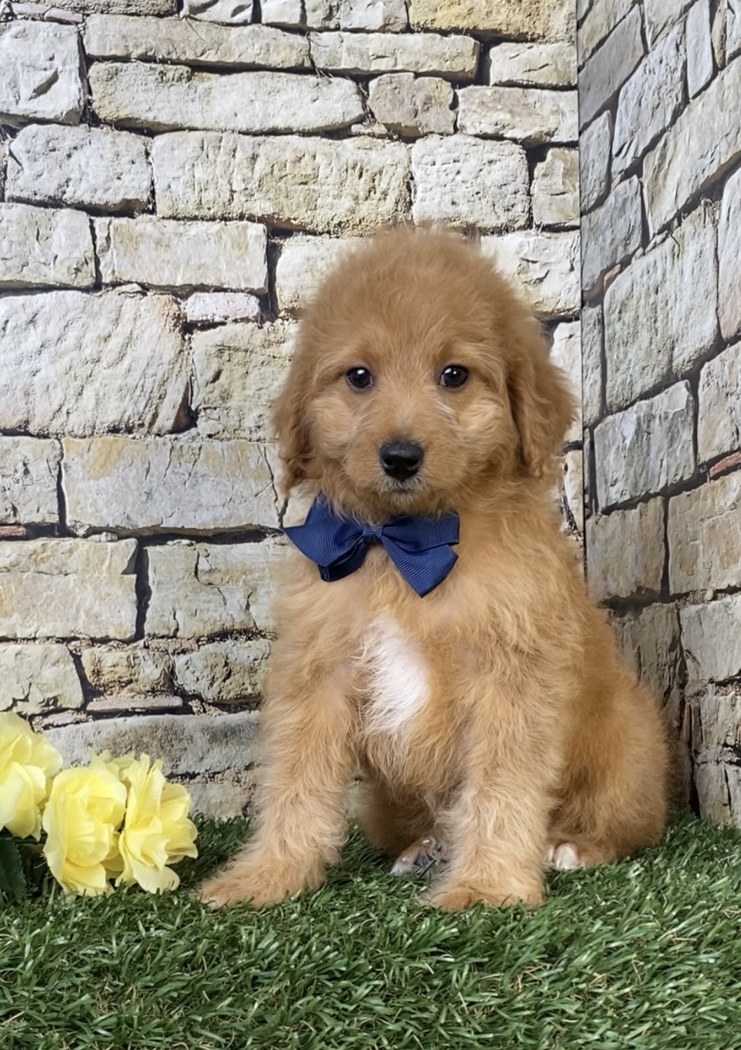 Photo of Mr. Orbit the F1B Micro Mini-Bernedoodle puppy
