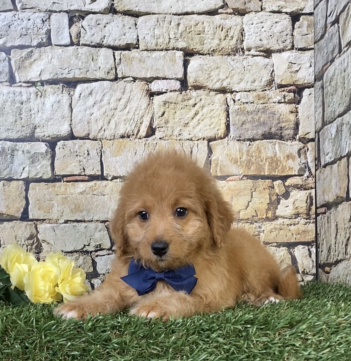 Photo of Mr. Orbit the F1B Micro Mini-Bernedoodle puppy